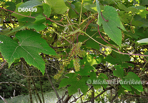 Summer Grape (Vitis aestivalis)